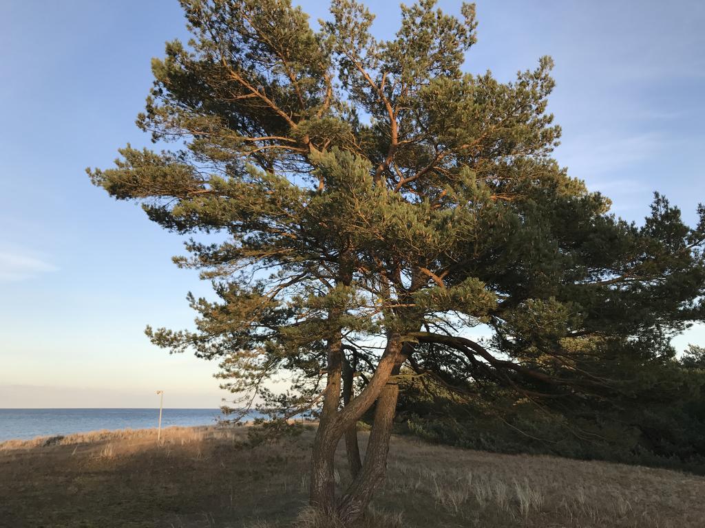Zum Nordstrand Prerow Eksteriør bilde